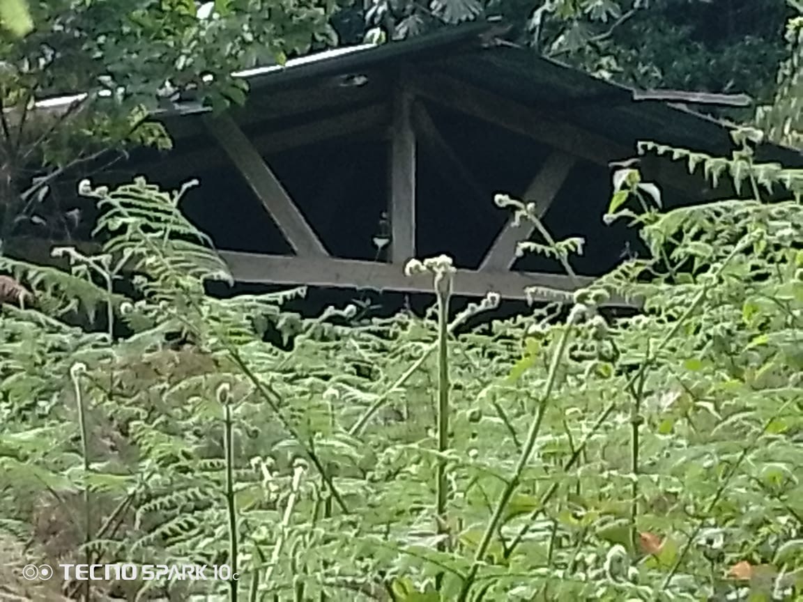 Current school infrastructure: weathered wooden shelter overgrown by vegetation
