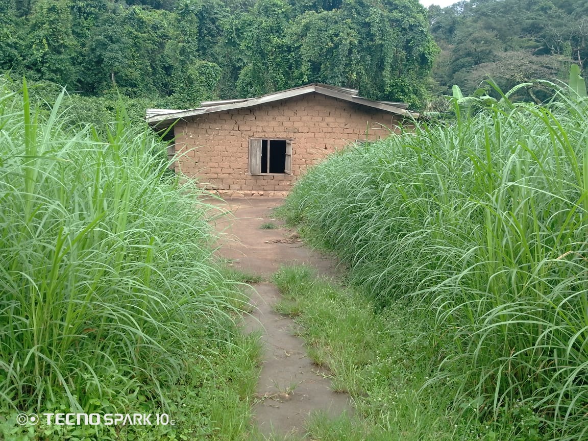 School building surrounded by tall grass